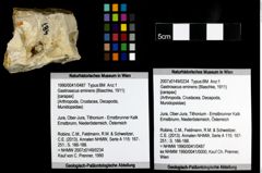 Foto (Objekt + Etiketten) von Gastrosacus eminens (Blaschke, 1911) 